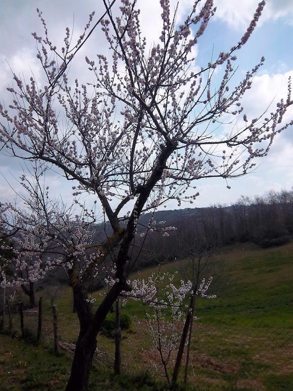 מונטמראנו Agriturismo Norianino מראה חיצוני תמונה
